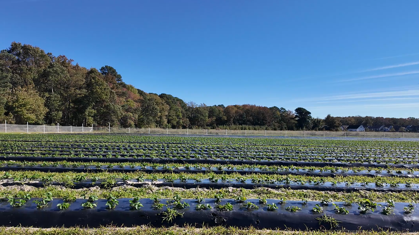 Magee Farms back to planting fresh strawberries